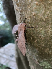 Marumba cristata bukaiana