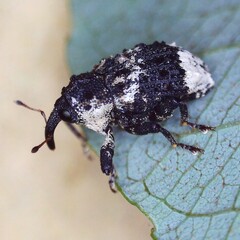 Cryptorhynchus lapathi