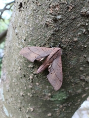 Marumba cristata bukaiana