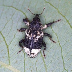 Cryptorhynchus lapathi