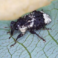 Cryptorhynchus lapathi