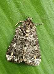 Callopistria latreillei