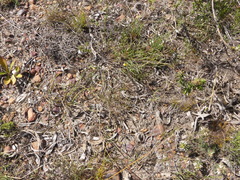 Aspalathus lebeckioides