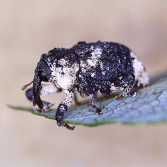 Cryptorhynchus lapathi