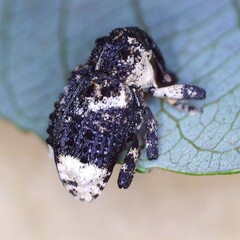 Cryptorhynchus lapathi