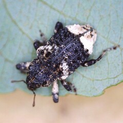 Cryptorhynchus lapathi