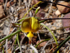 Aspalathus lebeckioides
