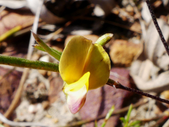 Aspalathus lebeckioides
