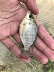Oreochromis niloticus
