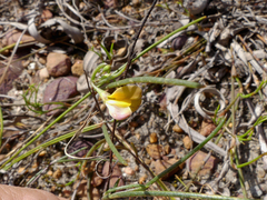 Aspalathus lebeckioides