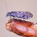 Philotarsus parviceps - Photo (c) Barry Walter,  זכויות יוצרים חלקיות (CC BY), הועלה על ידי Barry Walter