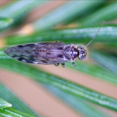 Philotarsus parviceps