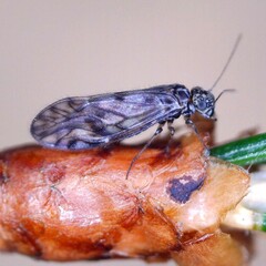 Philotarsus parviceps