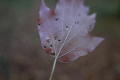 Eriophyes torminalis