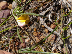 Aspalathus lebeckioides