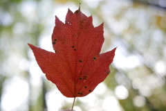 Eriophyes torminalis