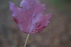 Eriophyes torminalis