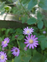 Pericallis