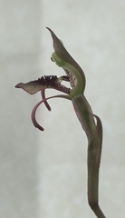 Chiloglottis curviclavia