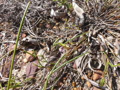 Aspalathus lebeckioides