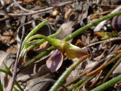 Aspalathus lebeckioides