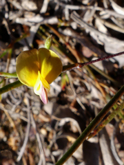 Aspalathus lebeckioides