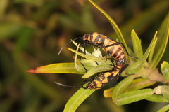 Oncopeltus famelicus