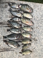 Mayaheros urophthalmus