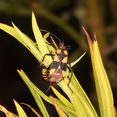 Oncopeltus famelicus