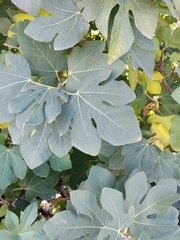 Ficus carica