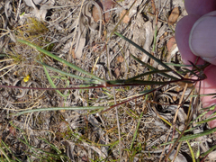 Aspalathus lebeckioides