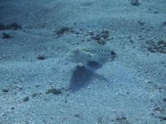 Parapercis hexophtalma