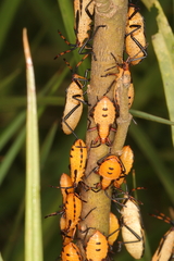 Oncopeltus famelicus