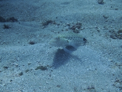 Parapercis hexophtalma