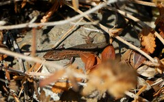 Psammodromus edwarsianus