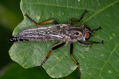 Neoitamus cyanurus