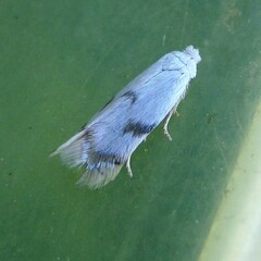 Pseudopostega crepusculella