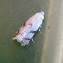 Pseudopostega crepusculella