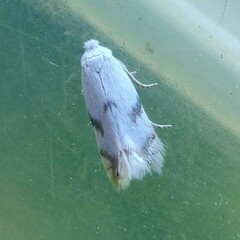 Pseudopostega crepusculella