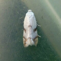 Pseudopostega crepusculella