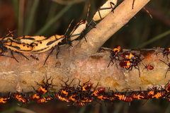 Oncopeltus famelicus