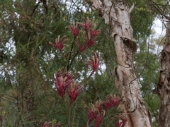 Anigozanthos flavidus