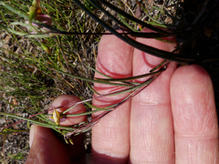 Aspalathus lebeckioides