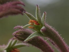 Anigozanthos flavidus