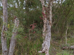 Anigozanthos flavidus