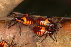 Oncopeltus famelicus