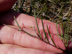 Aspalathus lebeckioides