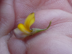 Aspalathus lebeckioides