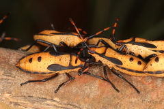 Oncopeltus famelicus