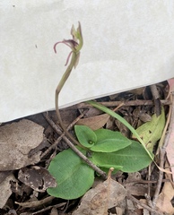 Chiloglottis curviclavia